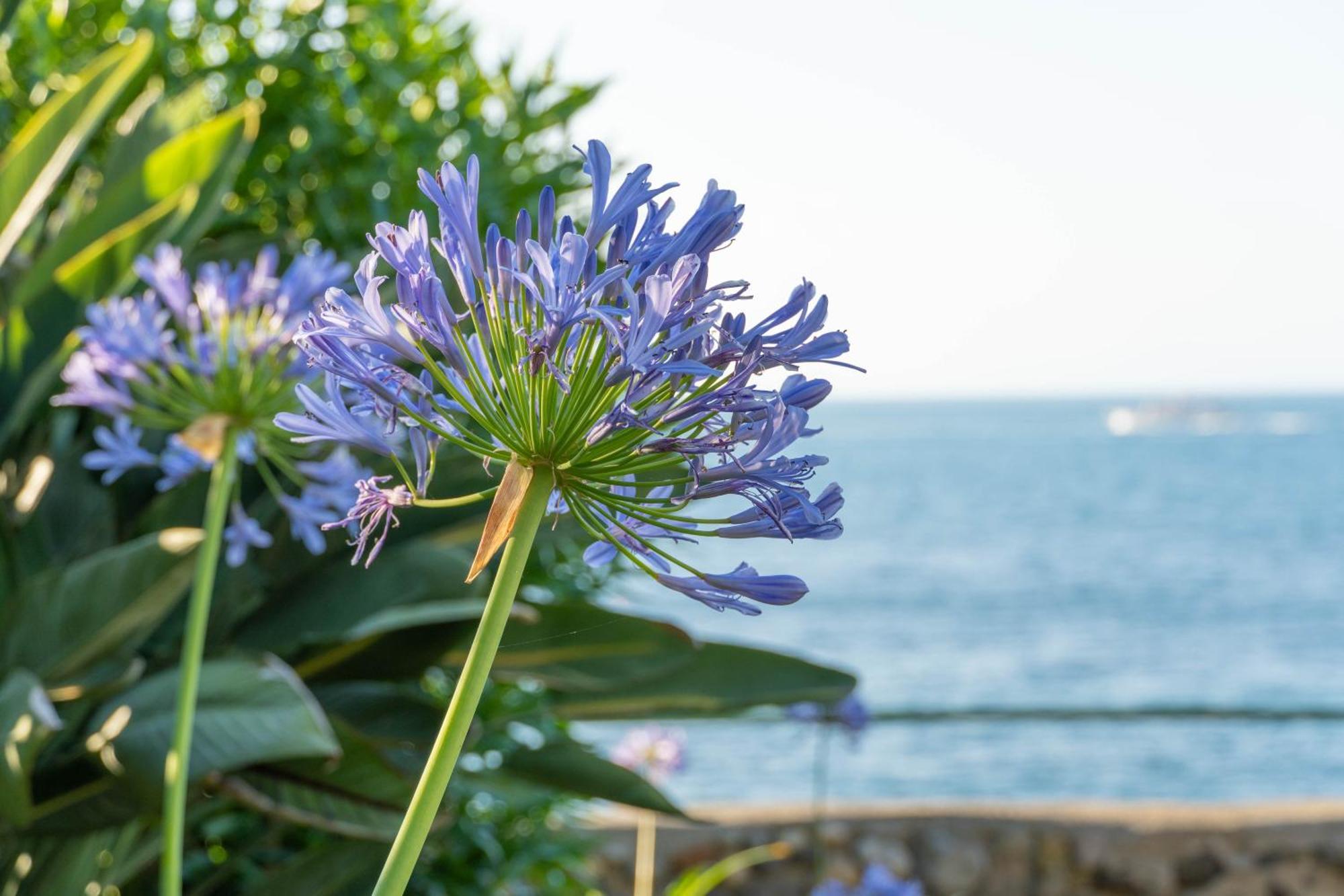 Nelinda Waterfront Accommodation Casamicciola Terme Esterno foto